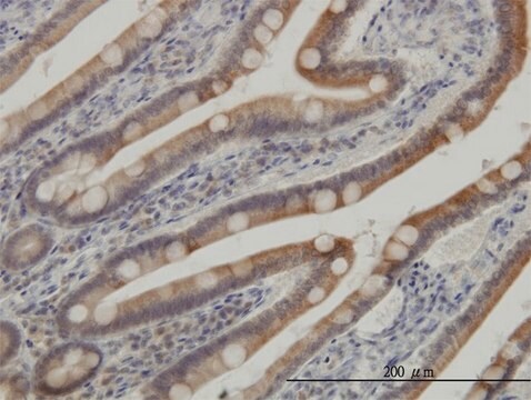 Monoclonal Anti-CSNK1G1 antibody produced in mouse clone 2E10, purified immunoglobulin, buffered aqueous solution