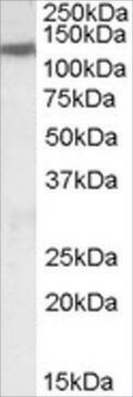 Anti-KCC3/SLC12A6 antibody produced in goat affinity isolated antibody, buffered aqueous solution