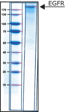 Epidermal Growth Factor Receptor human lyophilized powder, &#8805;15,000&#160;units/mg protein (Bradford)