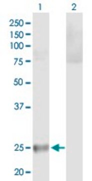 Anti-HLA-DQB2 antibody produced in mouse purified immunoglobulin, buffered aqueous solution