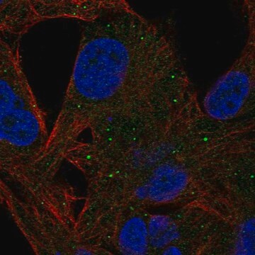 Anti-Mmp8 Antibody Produced In Rabbit Prestige Antibodies&#174; Powered by Atlas Antibodies, affinity isolated antibody, buffered aqueous glycerol solution