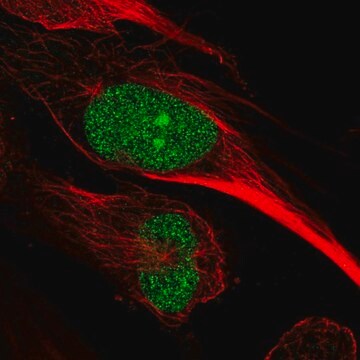 Anti-ARNTL2 antibody produced in rabbit Prestige Antibodies&#174; Powered by Atlas Antibodies, affinity isolated antibody