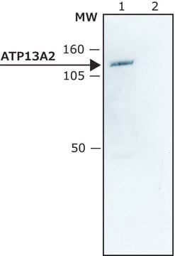 Anti-ATP13A2 (C-terminal) antibody produced in rabbit ~1.5&#160;mg/mL, affinity isolated antibody, buffered aqueous solution