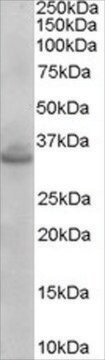 Anti-STX1A/STX1B2 antibody produced in goat affinity isolated antibody, buffered aqueous solution