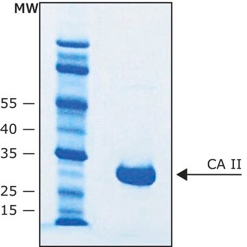 Carbonic Anhydrase II bovine &#8805;90% (SDS-PAGE), recombinant, expressed in E. coli, &#8805;5,000&#160;units/mg protein, buffered aqueous solution