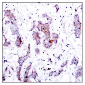 Anti-REL antibody produced in rabbit affinity isolated antibody