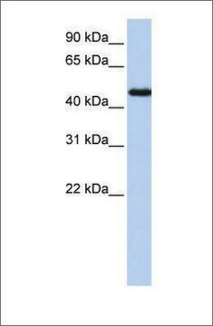 Anti-NR2F1 (ab1) antibody produced in rabbit affinity isolated antibody