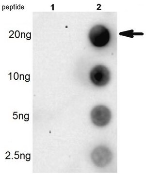 Anti-H3Q5histaminyl