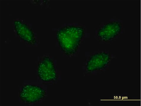 Anti-R3HDM2 antibody produced in mouse purified immunoglobulin, buffered aqueous solution