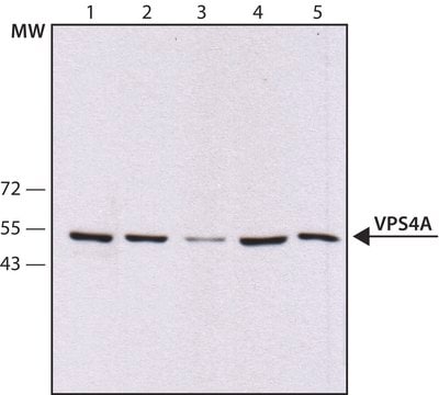 Anti-VPS4A antibody, Mouse monoclonal clone VPS4-110, purified from hybridoma cell culture