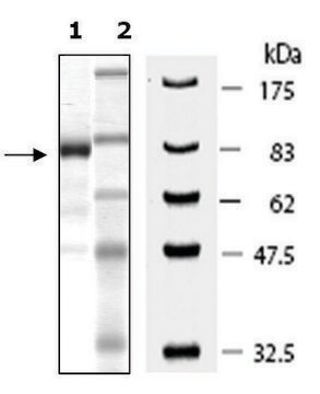 PRMT7 human recombinant, expressed in baculovirus infected Sf9 cells, &#8805;80% (SDS-PAGE)