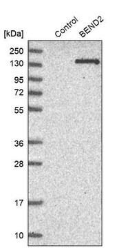 Anti-BEND2 antibody produced in rabbit Prestige Antibodies&#174; Powered by Atlas Antibodies, affinity isolated antibody, buffered aqueous glycerol solution