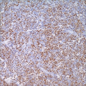 Cyclin D1 (SP4) Rabbit Monoclonal Antibody