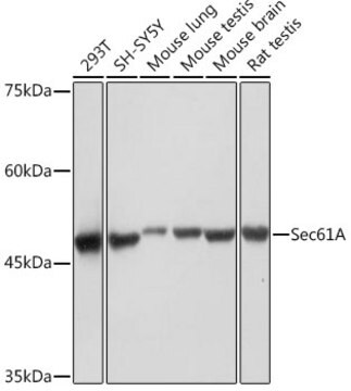 Anti-Sec61A Antibody, clone 9W7I3, Rabbit Monoclonal