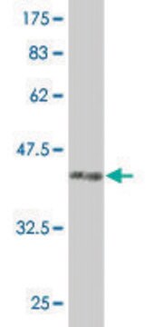 ANTI-PUM2 antibody produced in mouse clone 7C7, purified immunoglobulin, buffered aqueous solution