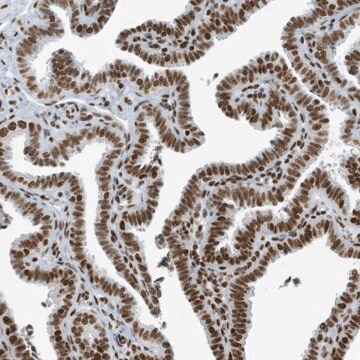 Anti-SARNP antibody produced in rabbit Prestige Antibodies&#174; Powered by Atlas Antibodies, affinity isolated antibody, buffered aqueous glycerol solution