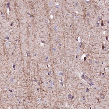 Anti-FCHSD2 antibody produced in rabbit Prestige Antibodies&#174; Powered by Atlas Antibodies, affinity isolated antibody, buffered aqueous glycerol solution