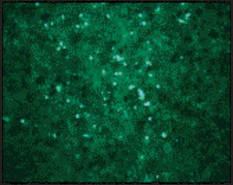 Anti-WEST NILE VIRUS CORE antibody produced in rabbit affinity isolated antibody