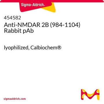 Anti-NMDAR 2B (984-1104) Rabbit pAb lyophilized, Calbiochem&#174;