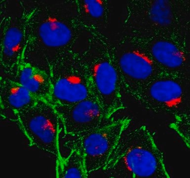 Anti-MPR300/IGF-2R/CD222 Antibody, clone 2C2 clone 2C2, from mouse