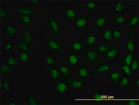 Monoclonal Anti-DHFR antibody produced in mouse clone 2B10, purified immunoglobulin, buffered aqueous solution