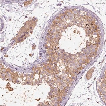 Anti-CFAP65 antibody produced in rabbit Prestige Antibodies&#174; Powered by Atlas Antibodies, affinity isolated antibody, buffered aqueous glycerol solution