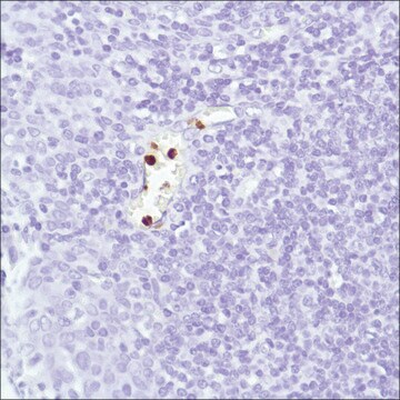 Anti-Neutrophil Elastase antibody, Rabbit monoclonal clone SP203, recombinant, expressed in proprietary host, affinity isolated antibody