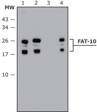 Anti-FAT10 (human specific) antibody produced in rabbit affinity isolated antibody, buffered aqueous solution