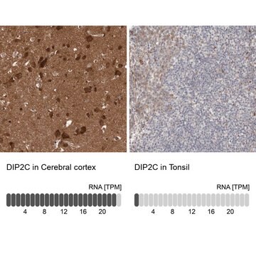 Anti-DIP2C antibody produced in rabbit Prestige Antibodies&#174; Powered by Atlas Antibodies, affinity isolated antibody, buffered aqueous glycerol solution