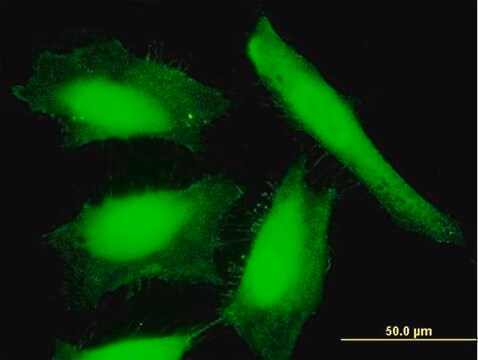 Anti-NXN antibody produced in mouse IgG fraction of antiserum, buffered aqueous solution