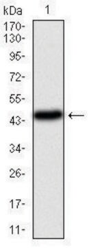 Monoclonal Anti-PIK3CA antibody produced in mouse clone 4F3, purified immunoglobulin, buffered aqueous solution