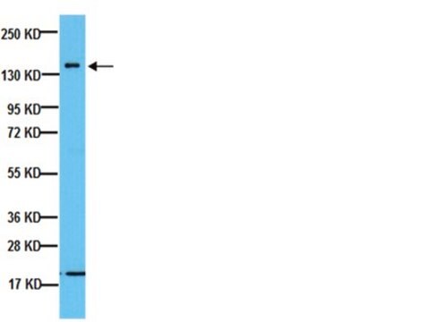 Anti-Neurofilament 160 kDa Antibody, clone NN18 clone NN18, Chemicon&#174;, from mouse