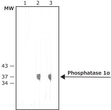 Monoclonal Anti-Protein Phosphatase 1&#945; antibody produced in mouse clone PPI-377, ascites fluid