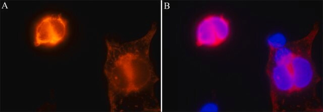 Anti-CRISPR/Cas9 antibody, Mouse monoclonal clone 7A9-3A3, purified from hybridoma cell culture