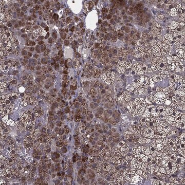 Anti-Hdac5 Antibody Produced In Rabbit Prestige Antibodies&#174; Powered by Atlas Antibodies, affinity isolated antibody, buffered aqueous glycerol solution