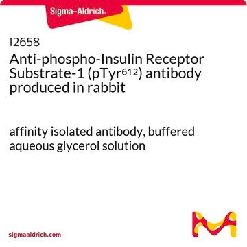 Anti-phospho-Insulin Receptor Substrate-1 (pTyr612) antibody produced in rabbit affinity isolated antibody, buffered aqueous glycerol solution