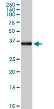 Anti-FCN2 Rabbit pAb liquid, Calbiochem&#174;