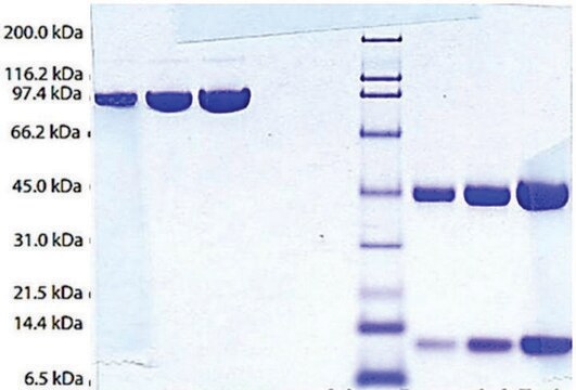 Haptoglobin (Phenotype 1-1) from human plasma &#8805;95% (SDS-PAGE)