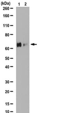 Anti-phospho-PLK1 (Ser137) Antibody from rabbit, purified by affinity chromatography