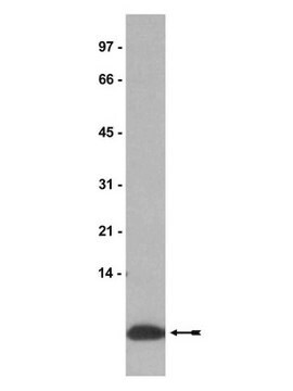 Anti-IGF-II Antibody, clone S1F2 clone S1F2, Upstate&#174;, from mouse