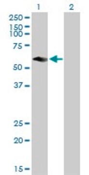 Anti-CFLAR antibody produced in mouse purified immunoglobulin, buffered aqueous solution