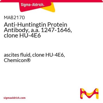 Anti-Huntingtin Protein Antibody, a.a. 1247-1646, clone HU-4E6 ascites fluid, clone HU-4E6, Chemicon&#174;