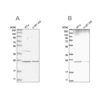 Anti-GRB2 antibody produced in rabbit Prestige Antibodies&#174; Powered by Atlas Antibodies, affinity isolated antibody