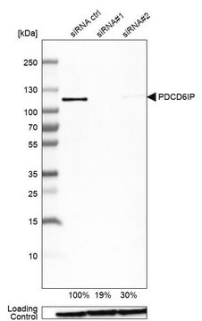 Anti-PDCD6IP antibody produced in rabbit Prestige Antibodies&#174; Powered by Atlas Antibodies, affinity isolated antibody, buffered aqueous glycerol solution