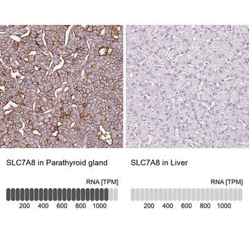 Anti-SLC7A8 antibody produced in rabbit Prestige Antibodies&#174; Powered by Atlas Antibodies, affinity isolated antibody, buffered aqueous glycerol solution