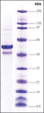 Topo I (197-651) (core domain) human recombinant, expressed in insect cells, &#8805;80% (SDS-PAGE)