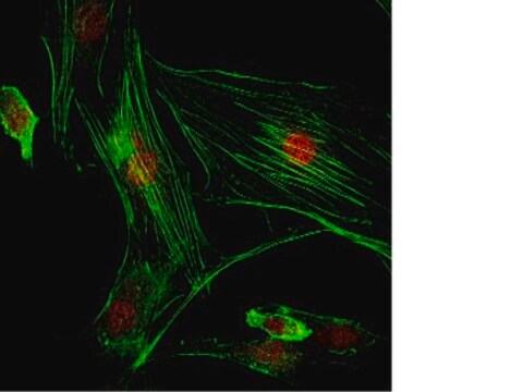 Anti-PEMT Antibody (CT) from rabbit