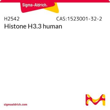 Histone H3.3 human