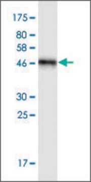 Monoclonal Anti-NOTCH2NL antibody produced in mouse clone S1, purified immunoglobulin, buffered aqueous solution