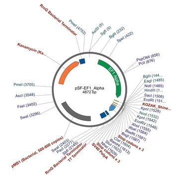 PSF-EF1 ALPHA - ELONGATION FACTOR ALPHA PROMOTER PLASMID plasmid vector for molecular cloning